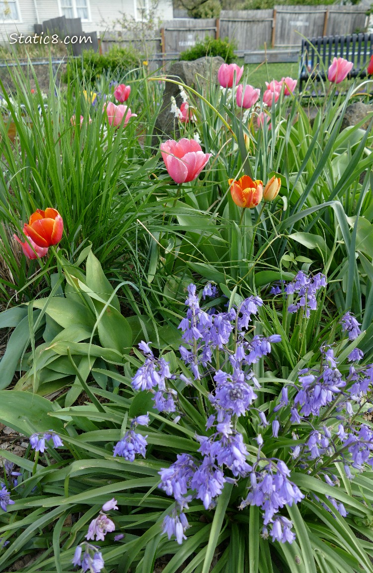 Tulips and Spanish Bluebells and the park bench