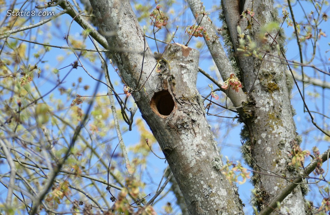 Hole in a tree