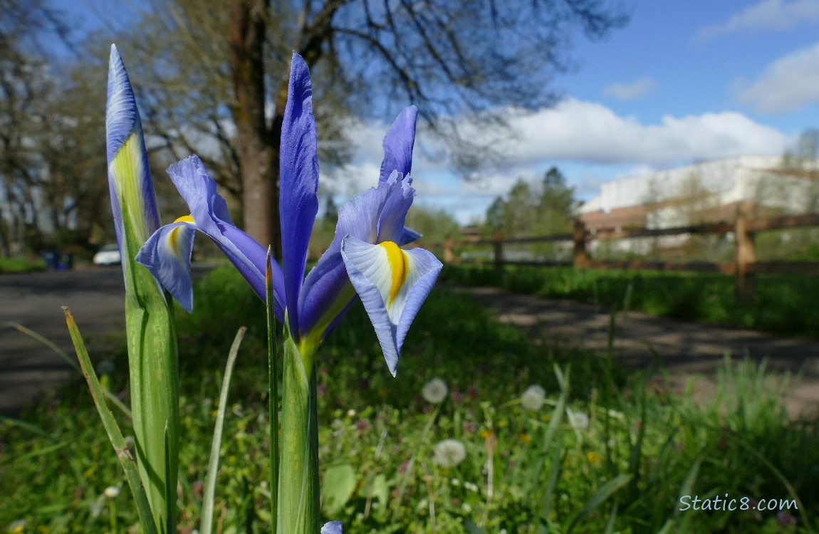 Blue Iris bloom with blue sky in the background