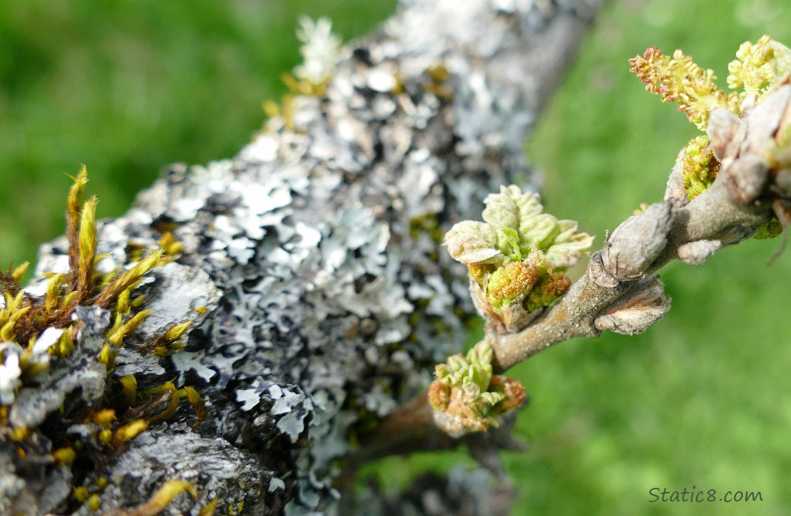 Oak tree with moss and lichen and budding leaves