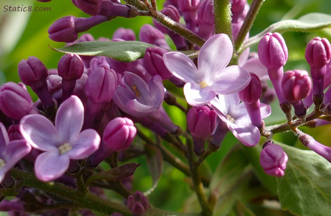 Close up of Lilac blooms