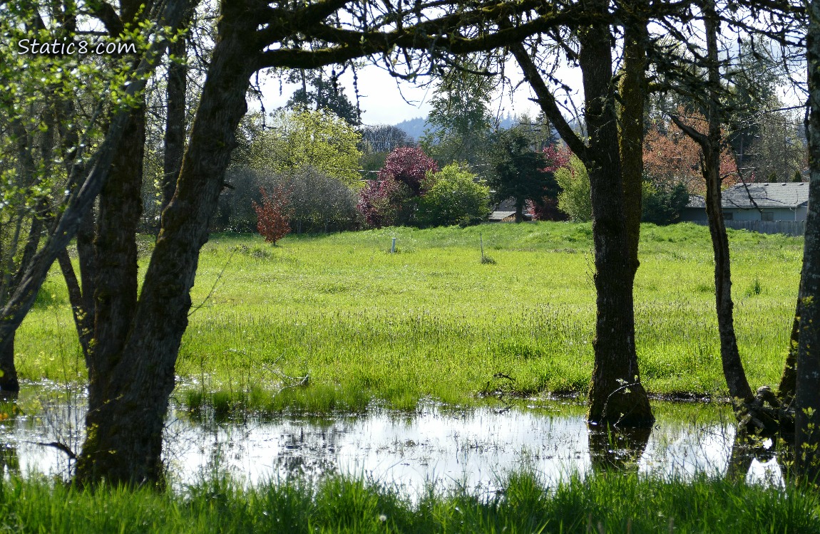 Pond in the grass under trees