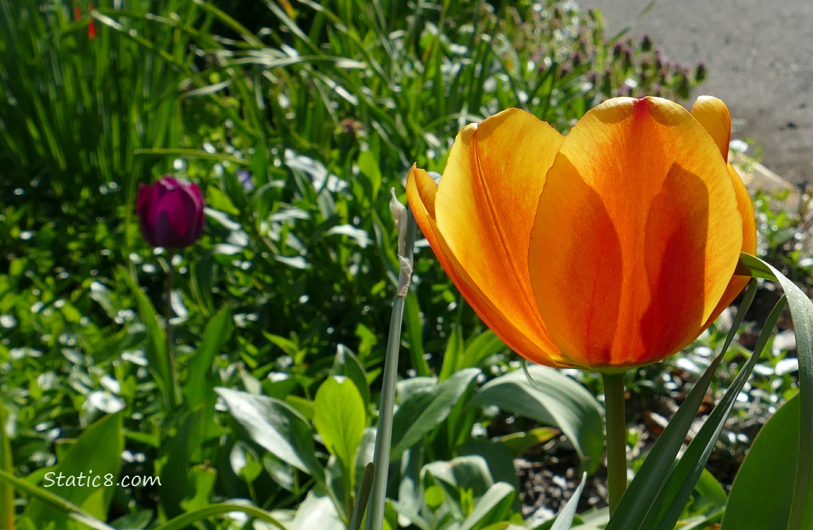 Orange Tulip with a purple tulip in the background