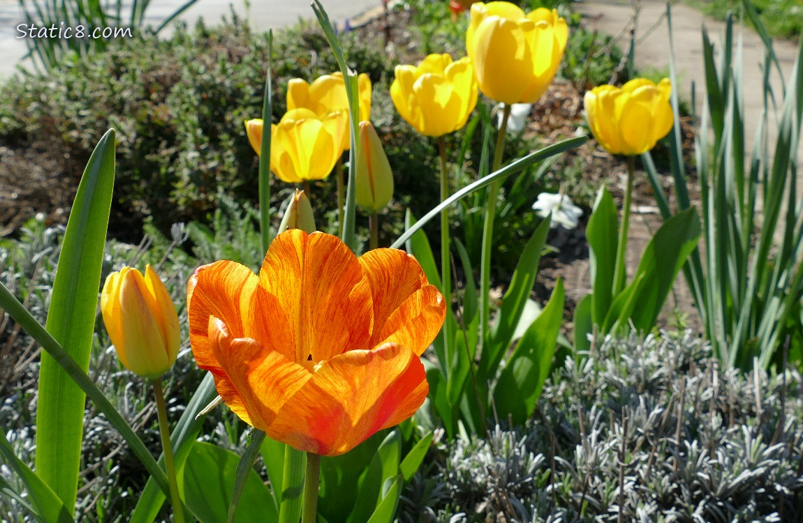 Orange tulip with yellow tulips in the background