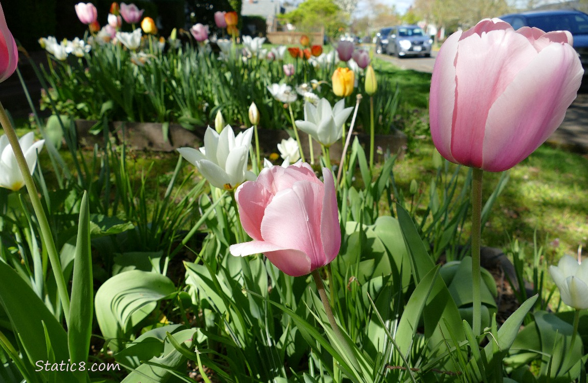 Pink Tulips with other colours of tulips in the background