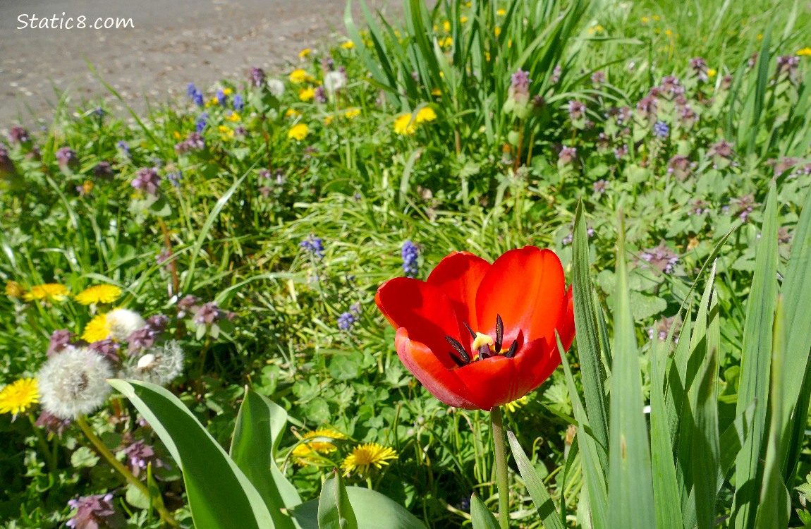 Red tulip with dandelions and Dead Nettle