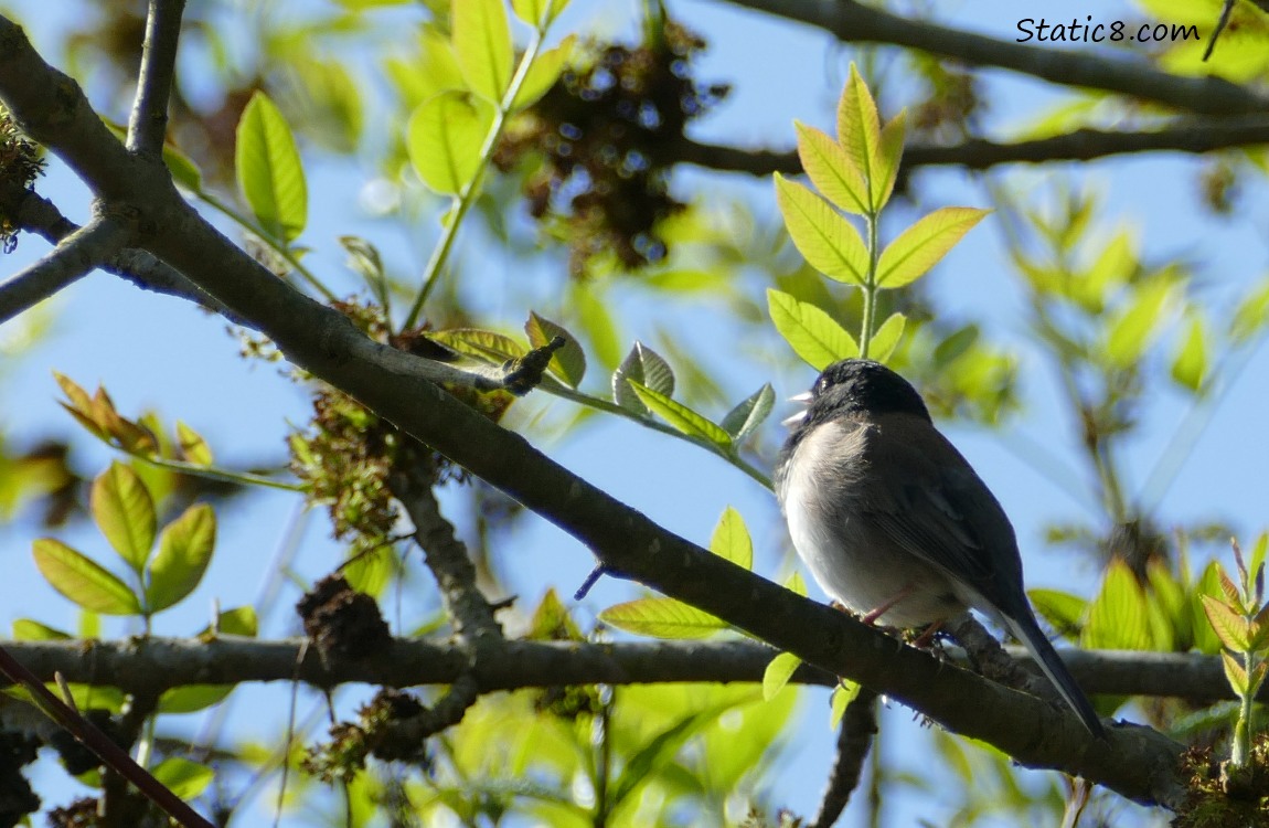 Dark Eye Junco standing on a branch surrounded by green leaves and blue sky