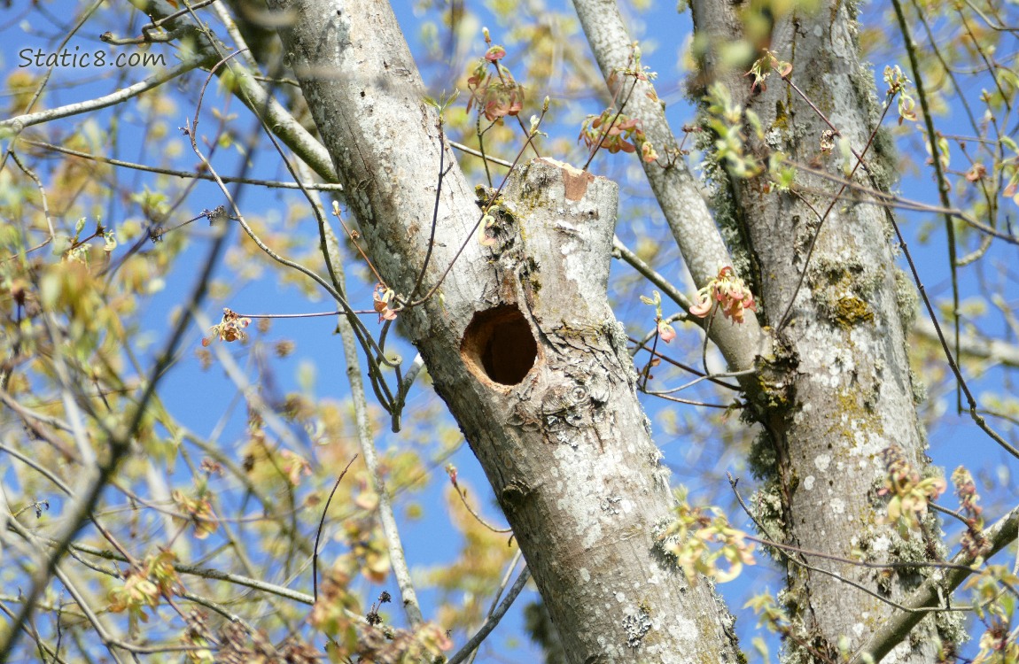 Hole in a tree trunk, surrounded by budding twigs