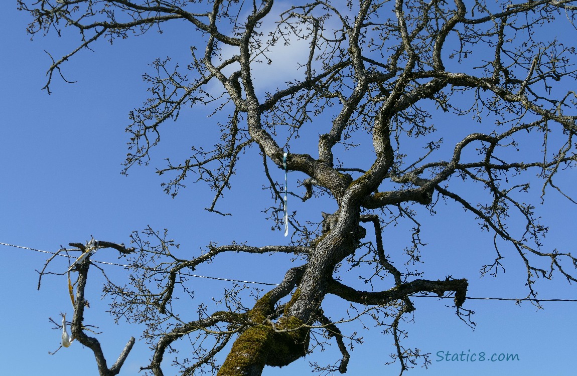 Streamer hanging from a bare oak tree, blue sky in the background