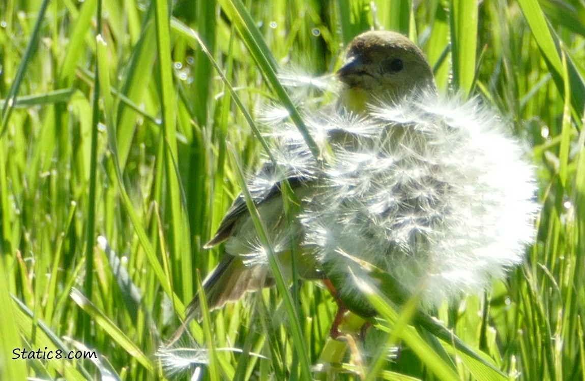 Lesser Goldfinch behind a Dandelion seedhead