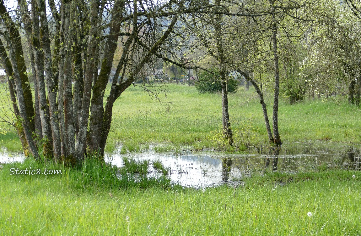 Pond in the grass surrounded by trees