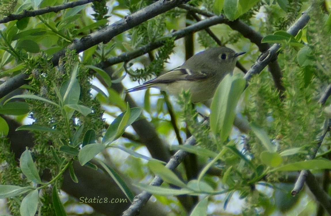 Ruby Crown Kinglet standing in a willow tree