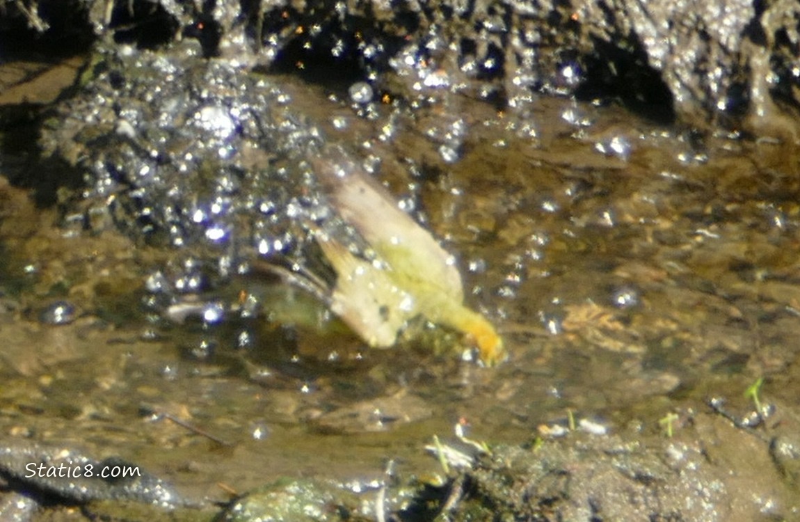 Yellow bird splashing in the water