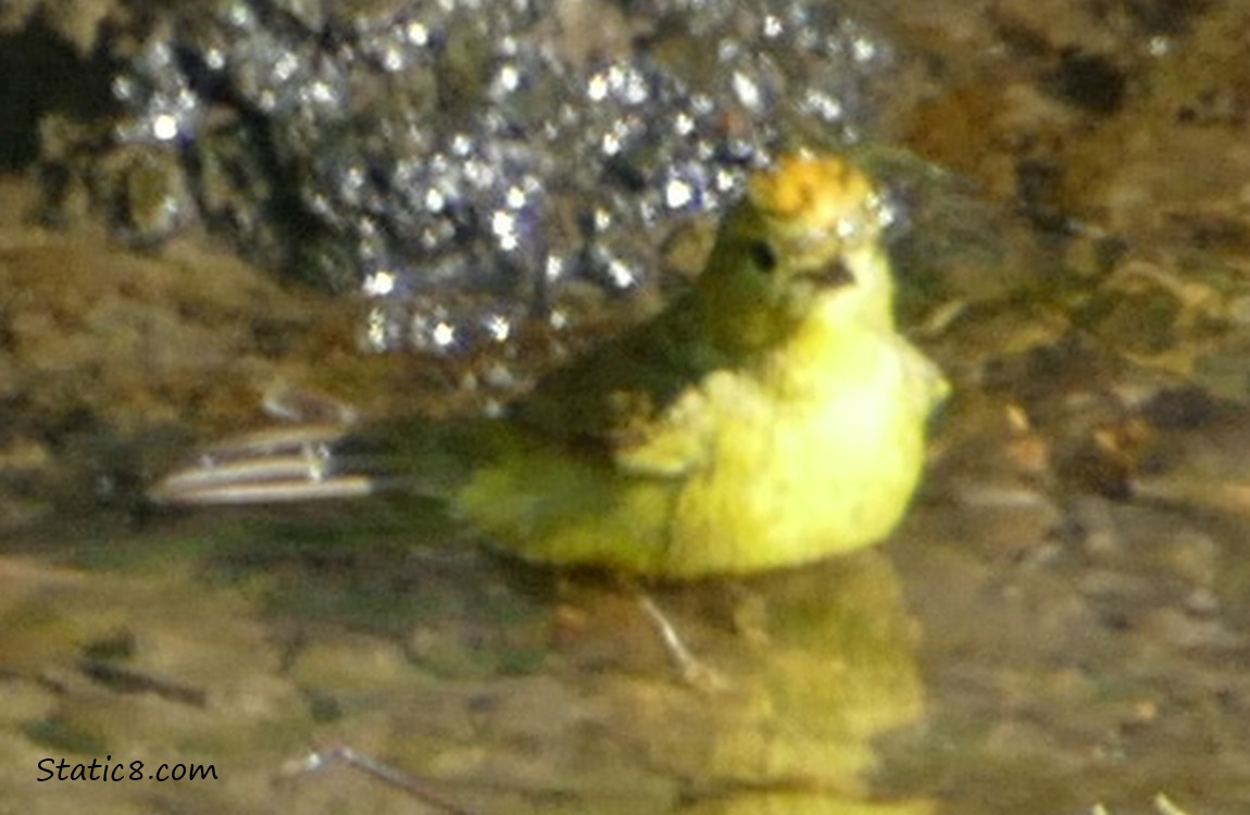 Yellow bird standing in shallow water