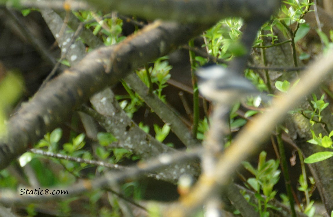 Blurry Chickadee standing on a twig