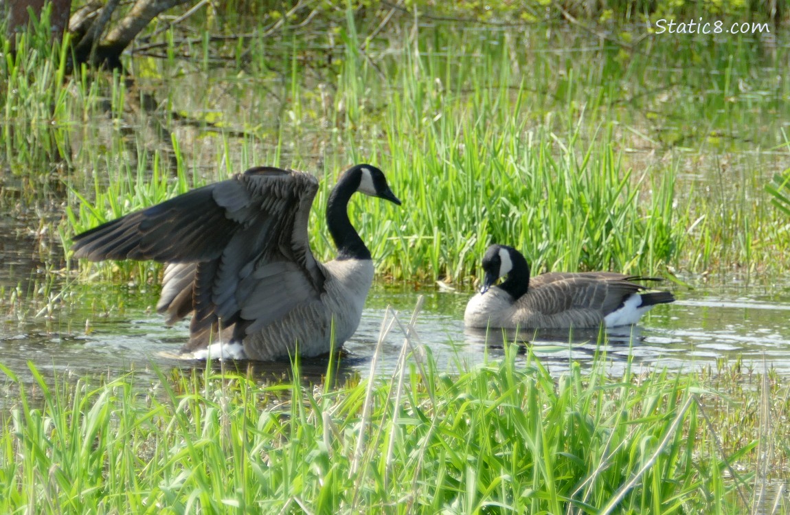 Two Canada Geese on a shallow pond