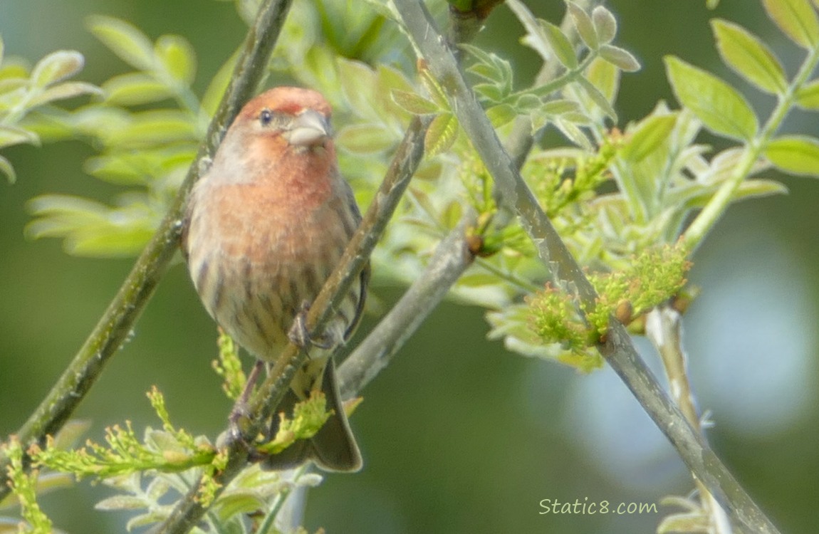 House Finch standing on a twig, with leaves budding out around him