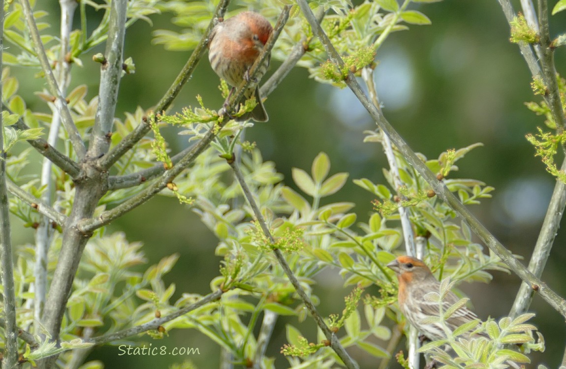Two House Finches in a budding out tree