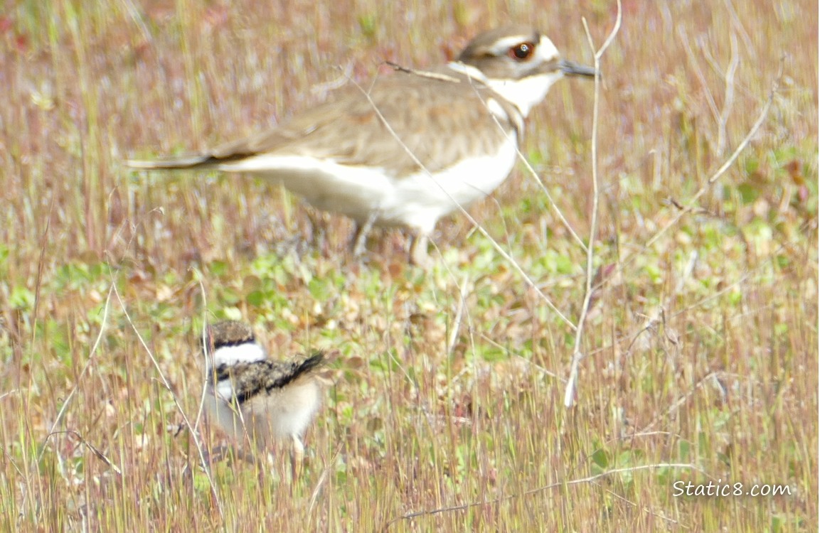 Baby Killdeer walking away, toward a parent in the background
