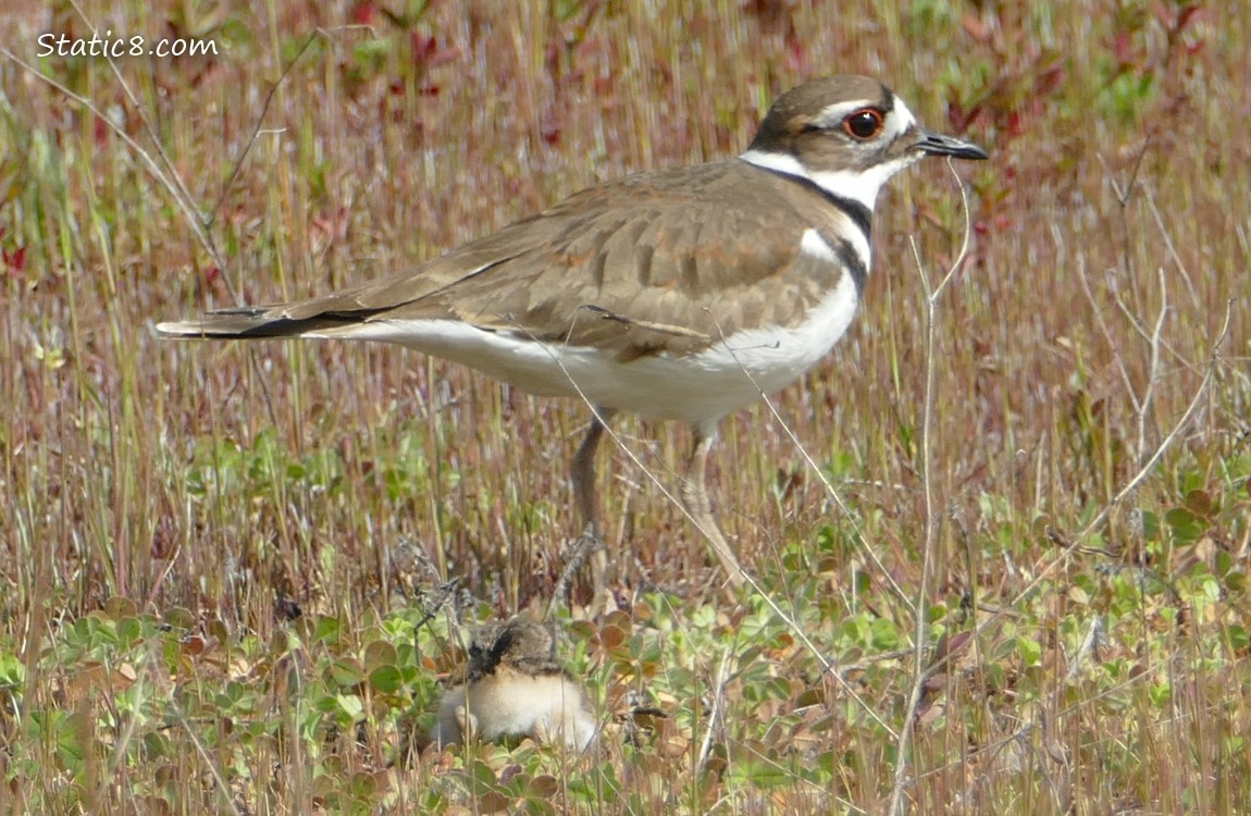 Baby Killdeer sat in the grass where you cannot see them, Parent standing over