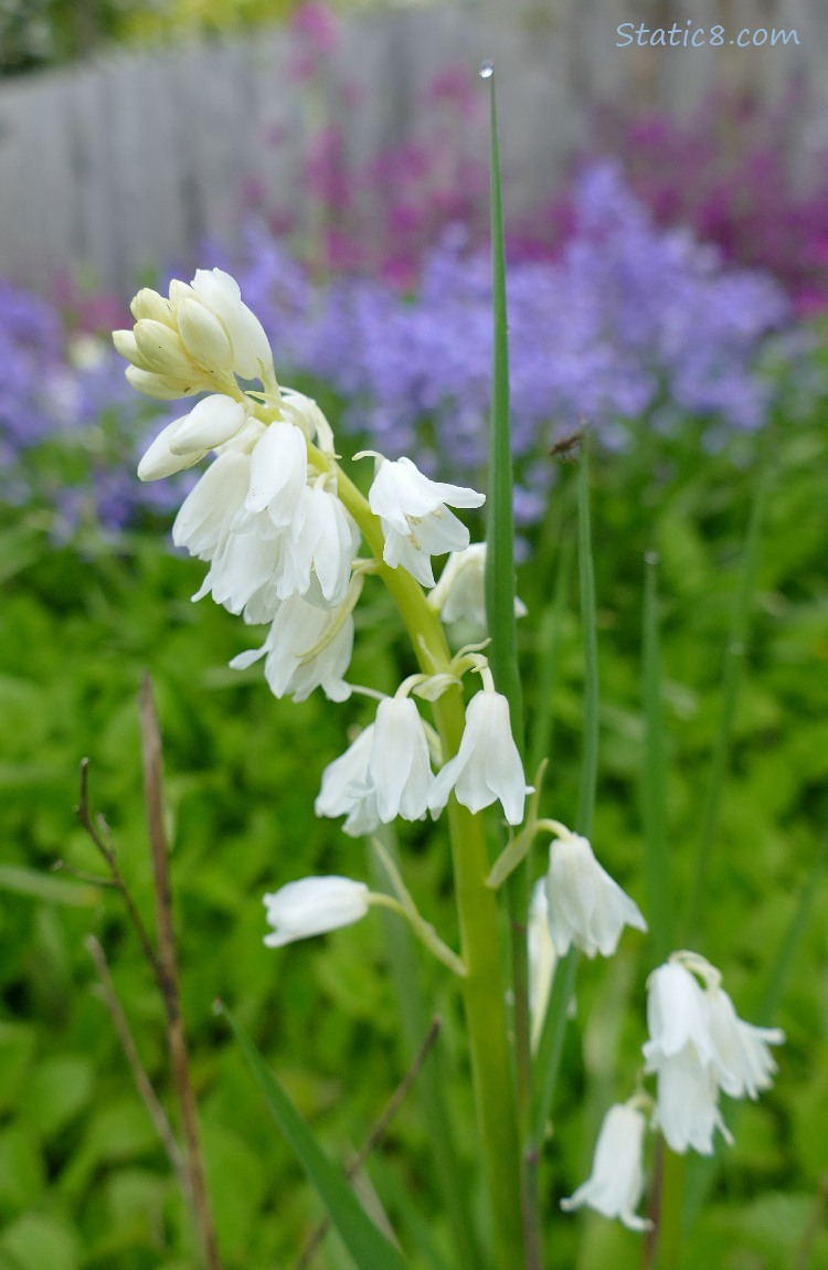 White Spanish Bluebells with purple ones in the background