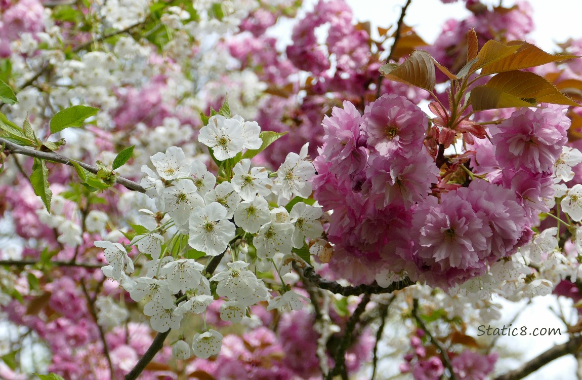White and Pink Ornamental Cherry Blssoms