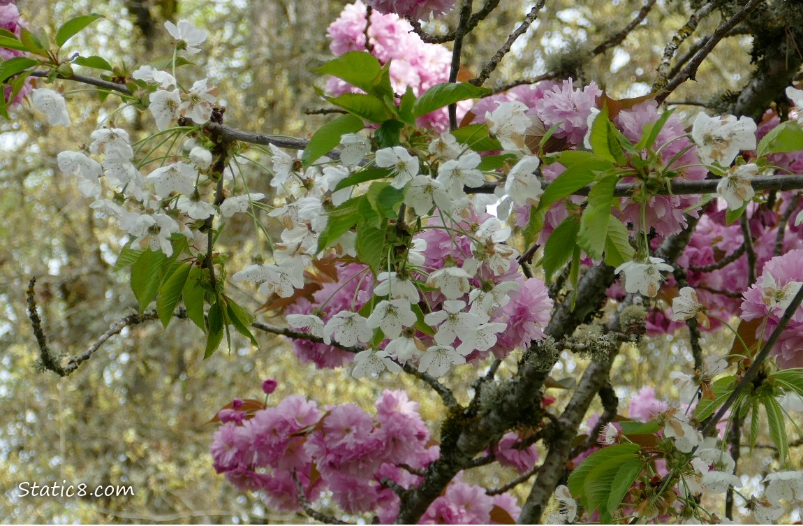 Cherry tree with white cherry blossoms and pink cherry blossoms