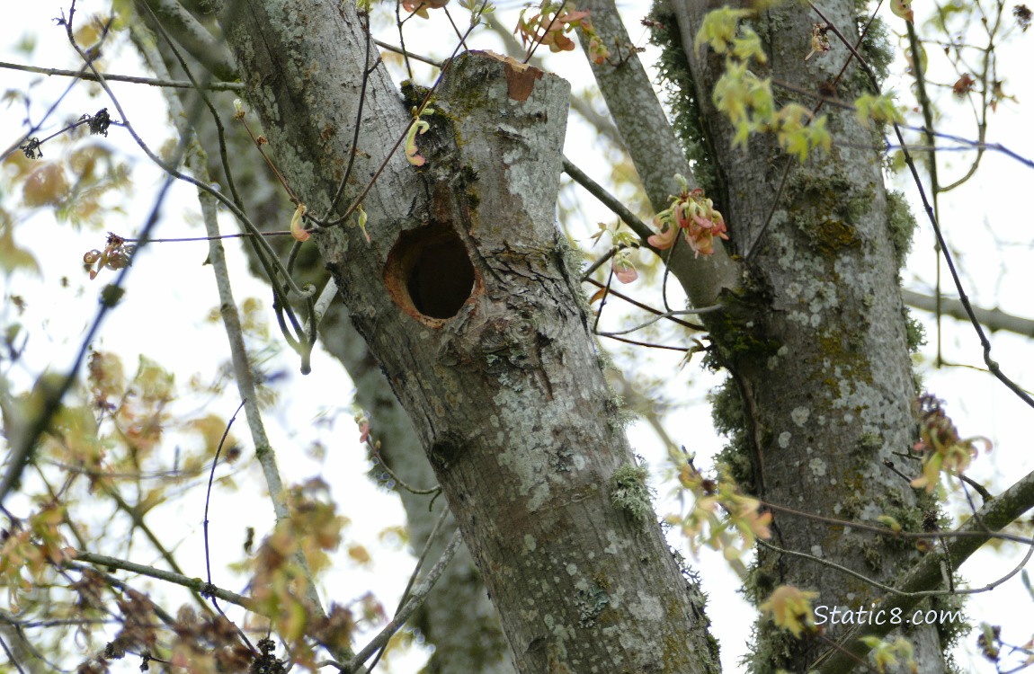Woodpecker hole in a tree branch, surrounded by budding branches