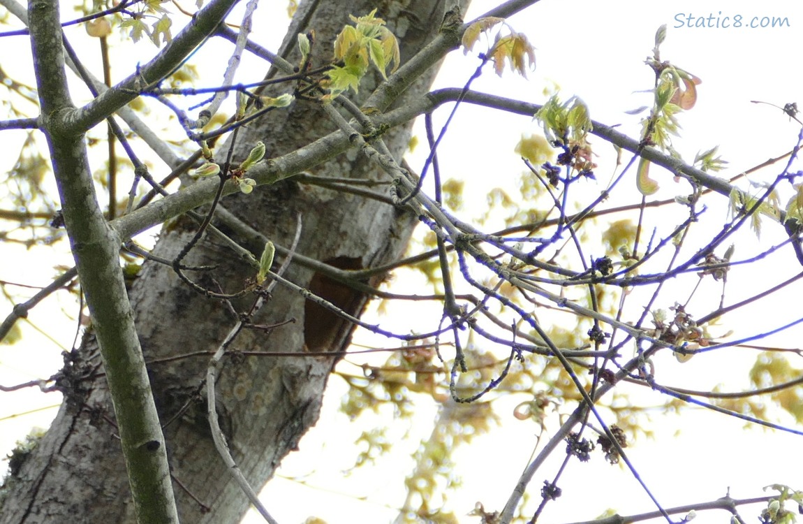 Woodpecker hole in a tree branch