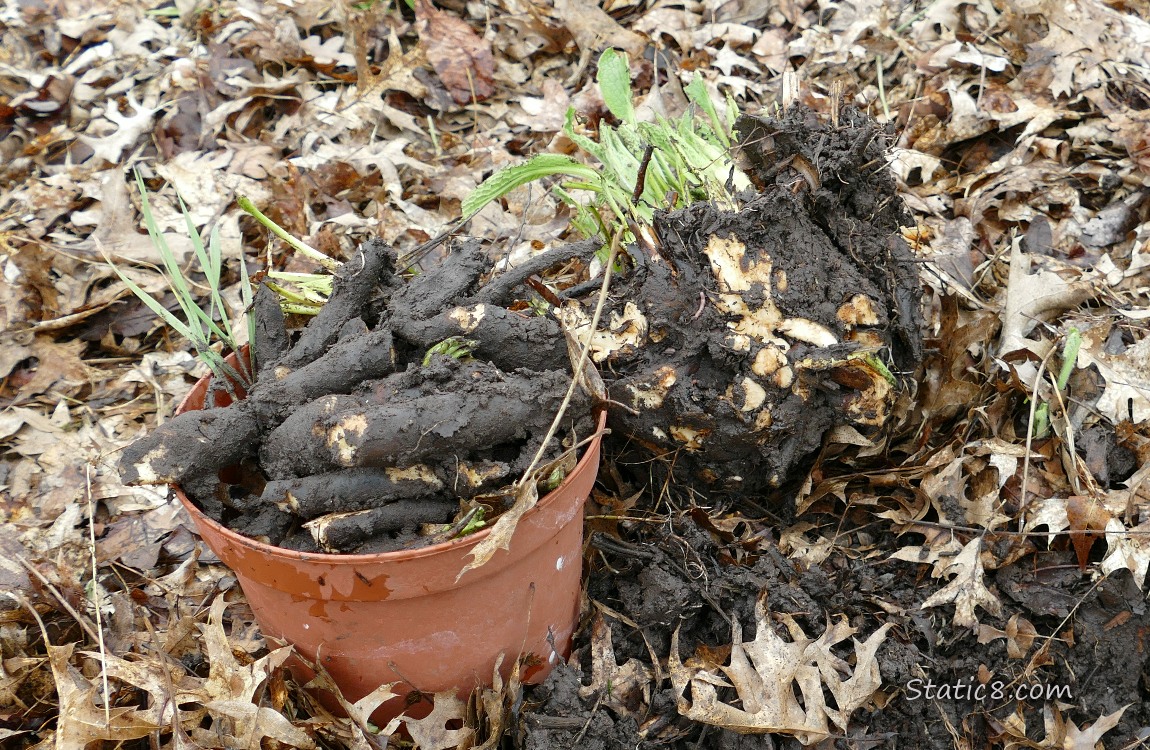 Comfrey roots dug up