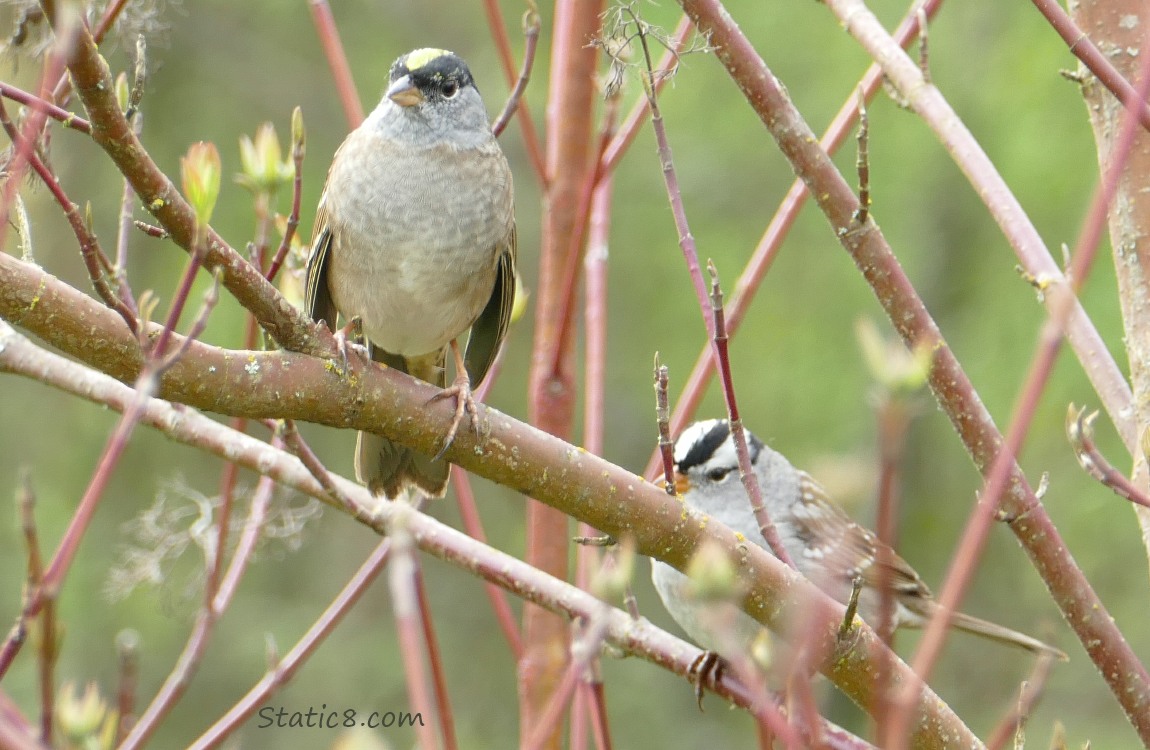 Golden Crown Sparrow and a White Crown Sparrow standing on twigs in a shrub