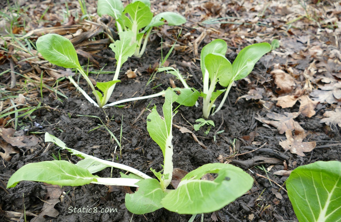 planted Bok Choy with missing and munched leaves