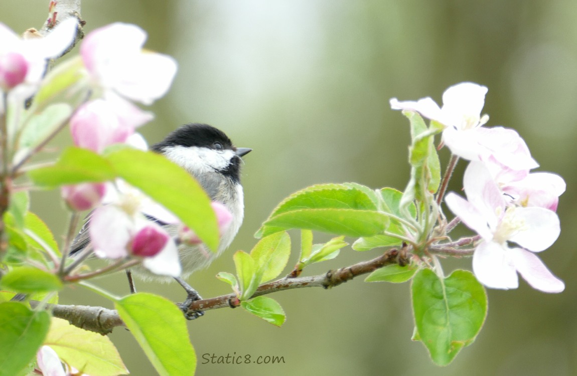 Chickadee standing behind a leaf on a blooming twig
