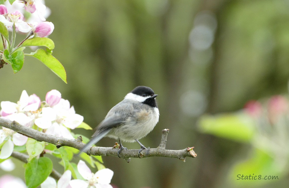 Chickadee on a twig with apple blossoms