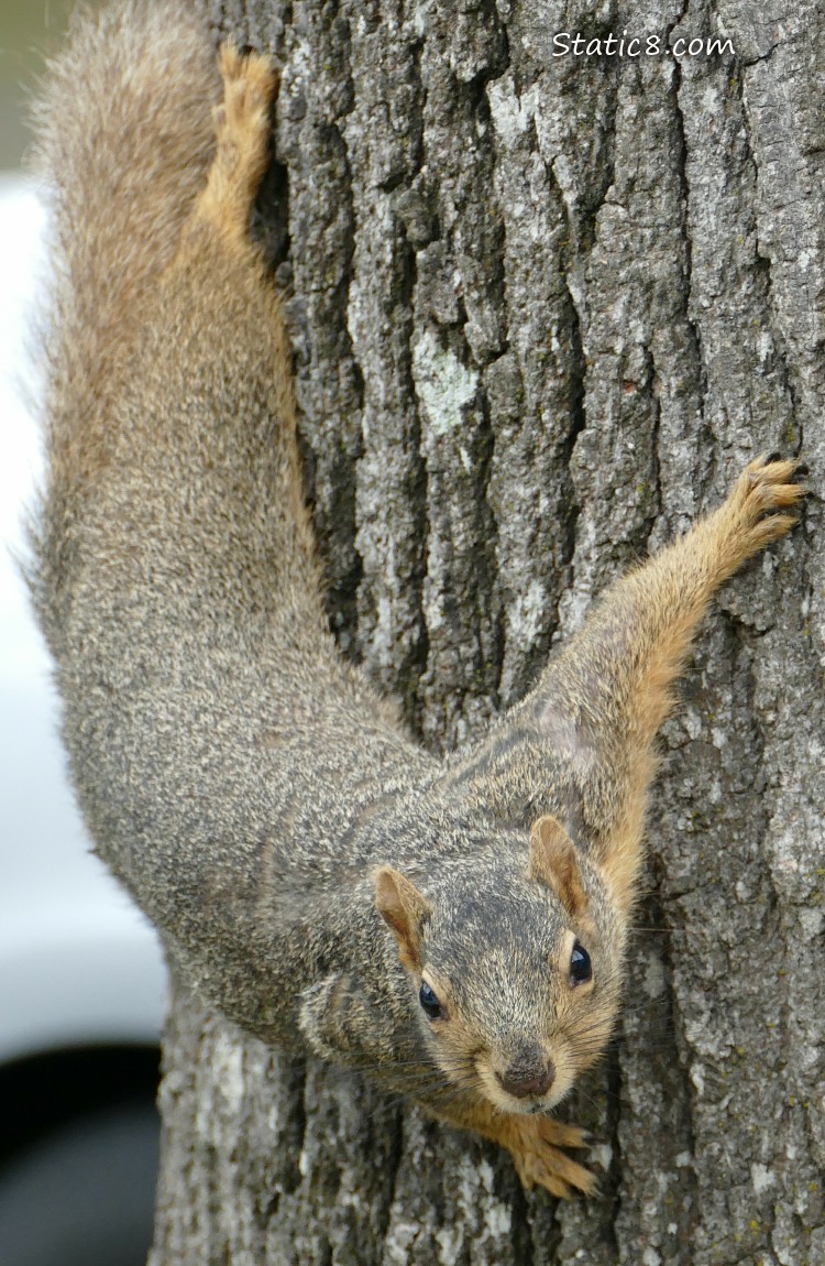 Squirrel standing on the side a tree trunk