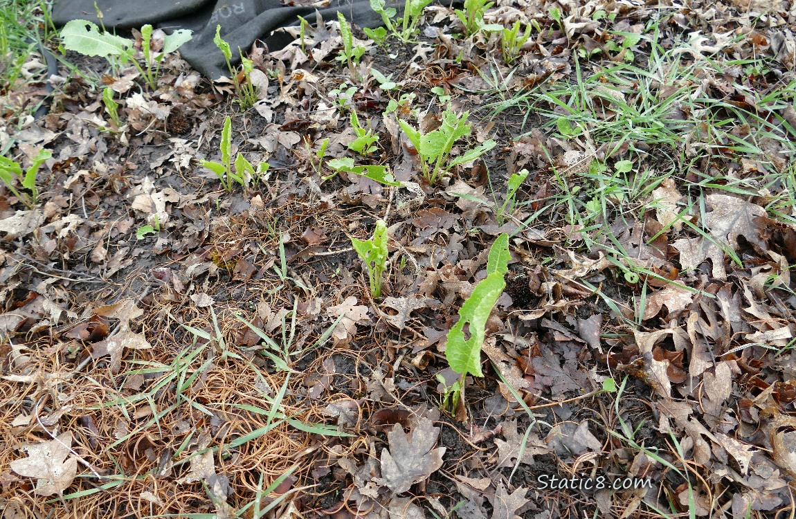Small Horseradish plants coming up thru the mulch