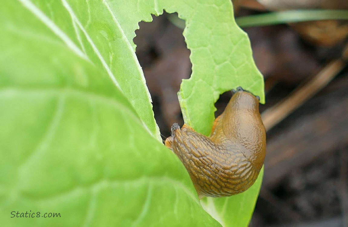 slug eating bok choy