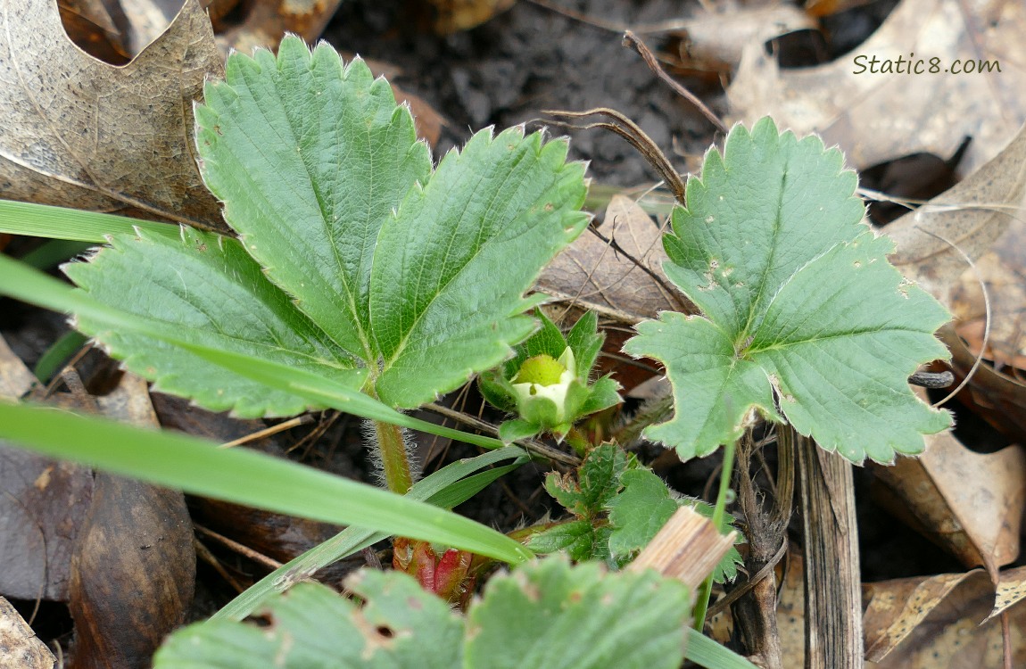 Strawberry leaves with a small flower