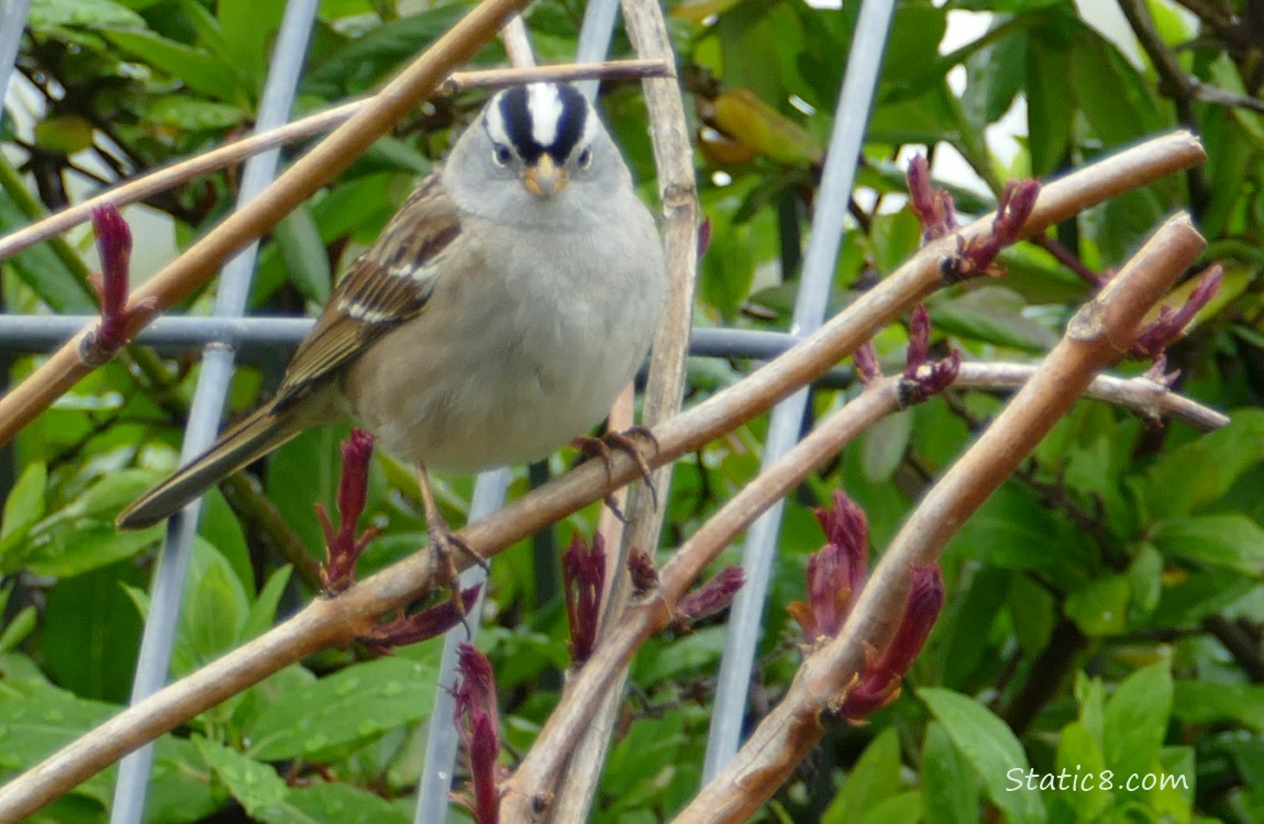 White Crown Sparrow standing on a twig in front of a wire trellis