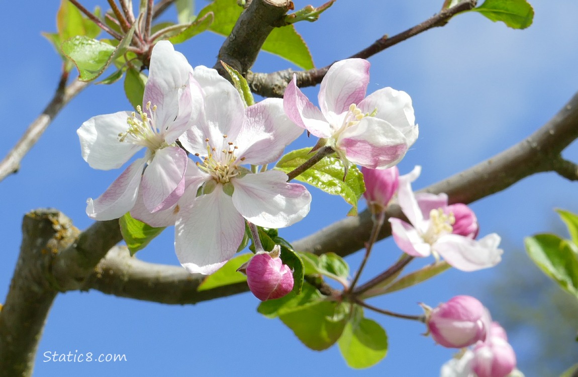 Apple Blossoms against a bright blue sky
