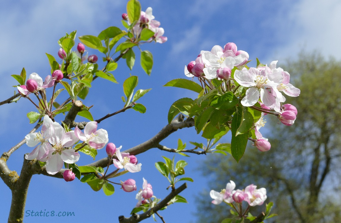 Apple Blossoms against a blue sky