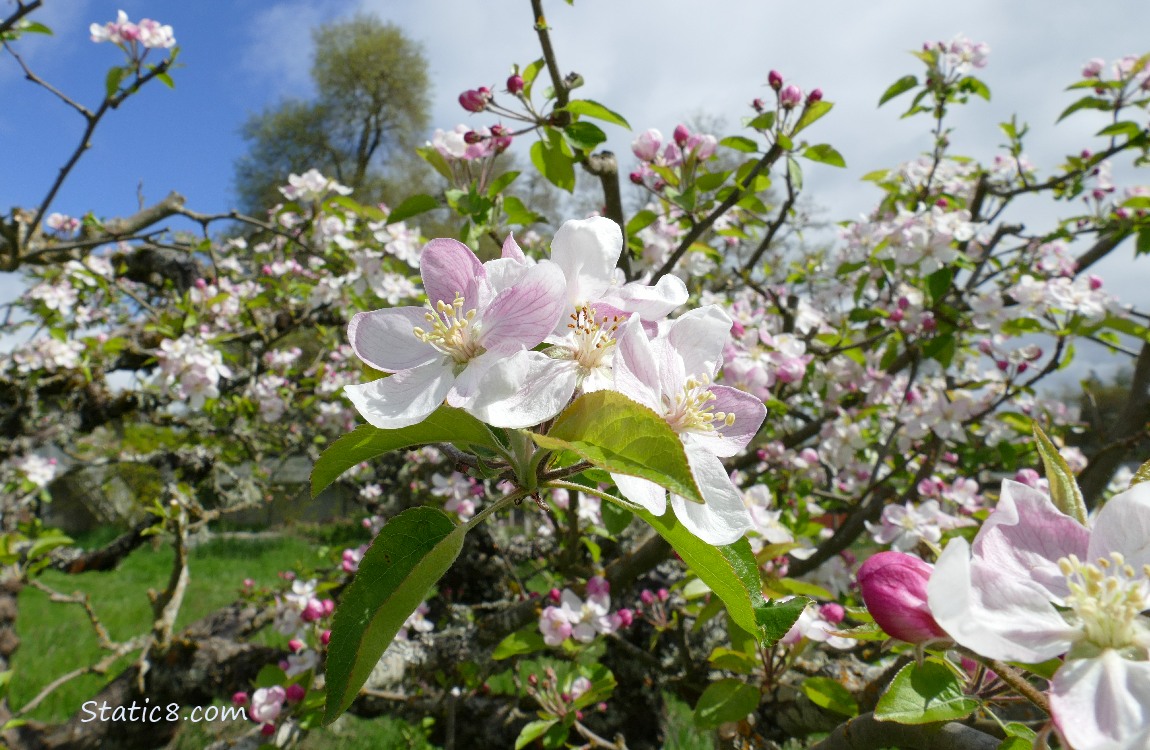 Apple Blossoms