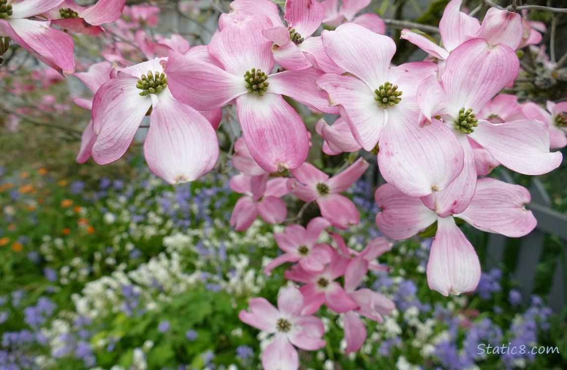 Pink Flowering Dogwood blooms in front of Spanish Bluebells