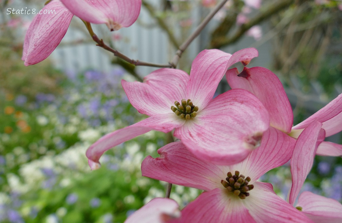 Pink Flowering Dogwood blooms in front of Spannish Bluebells