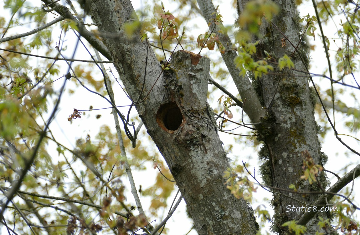 Woodpecker hole in a tree branch