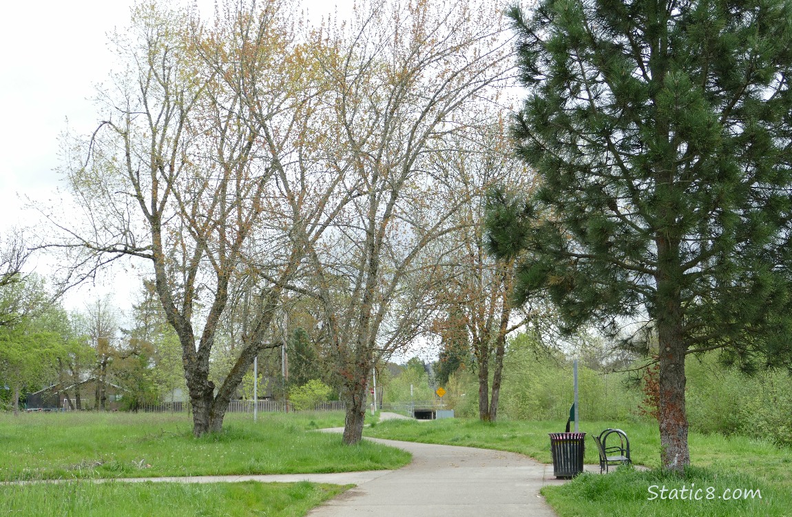 Bike path with trees and a bench and trash