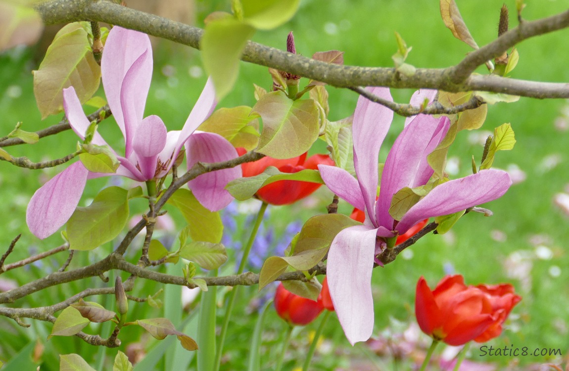 Pink Saucer Magnolia blooms in front of red tulips and blue Spanish Bluebells