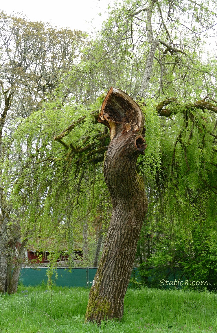 Willow tree with a broken and trimmed branch