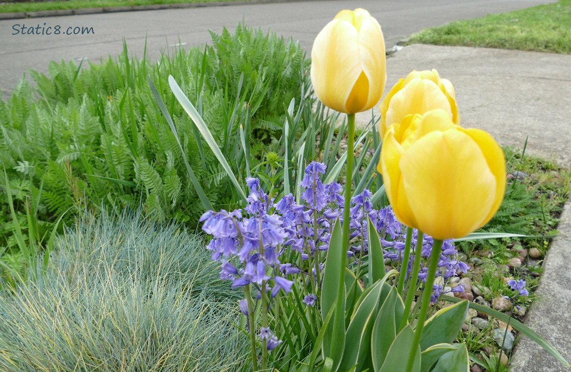 Yellow Tulips with purple Spanish Bluebells
