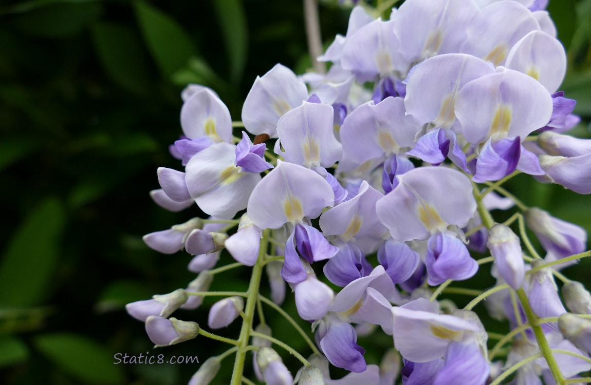 Close up of Wisteria blooms